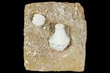 Fossil Crinoid and Blastoid Plate - Missouri #103507-1